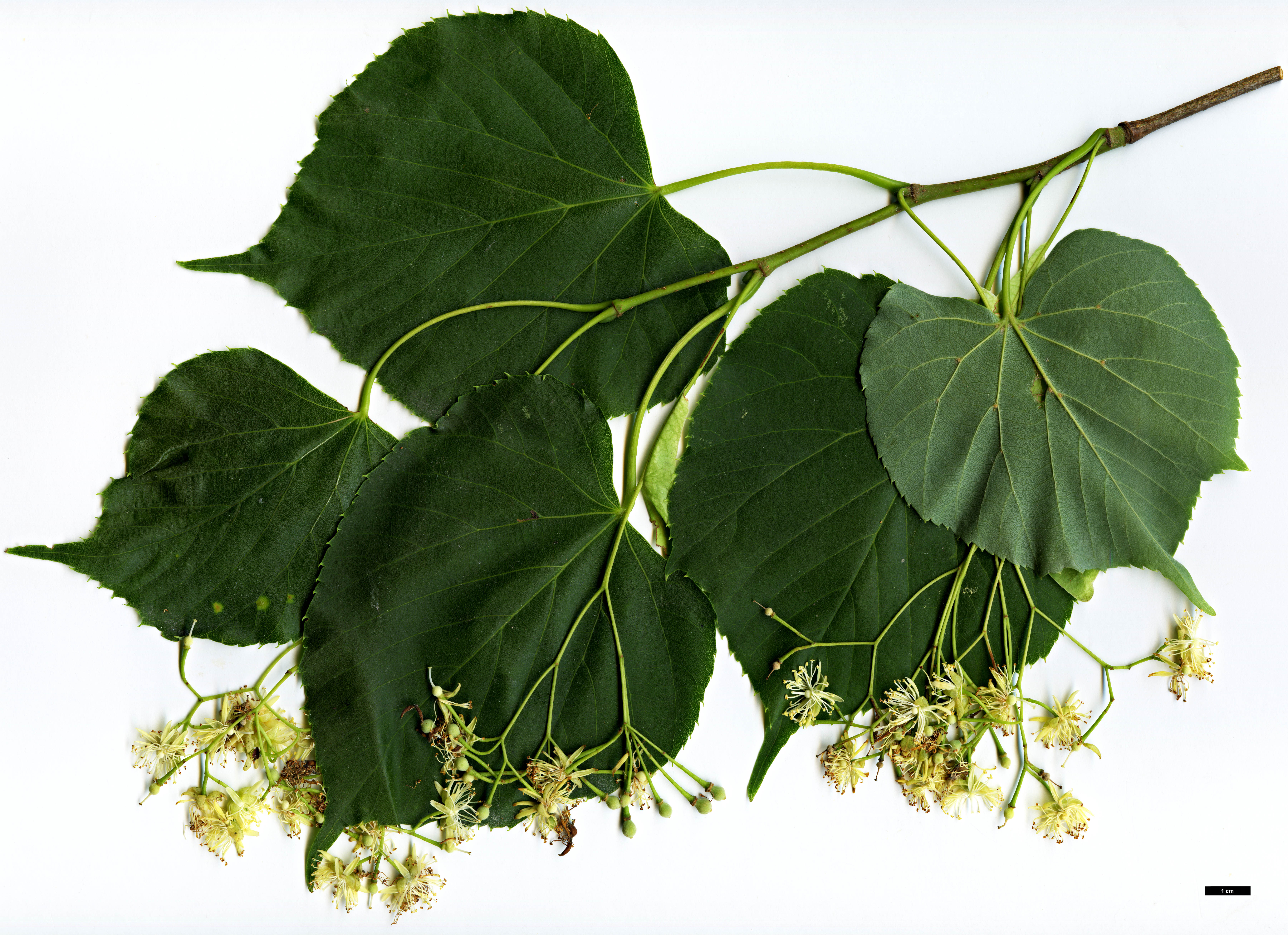 High resolution image: Family: Malvaceae - Genus: Tilia - Taxon: japonica - SpeciesSub: 'Ernest Wilson'